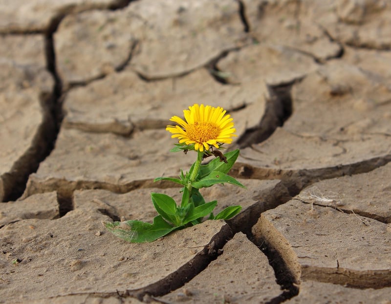 Overcoming Challenges